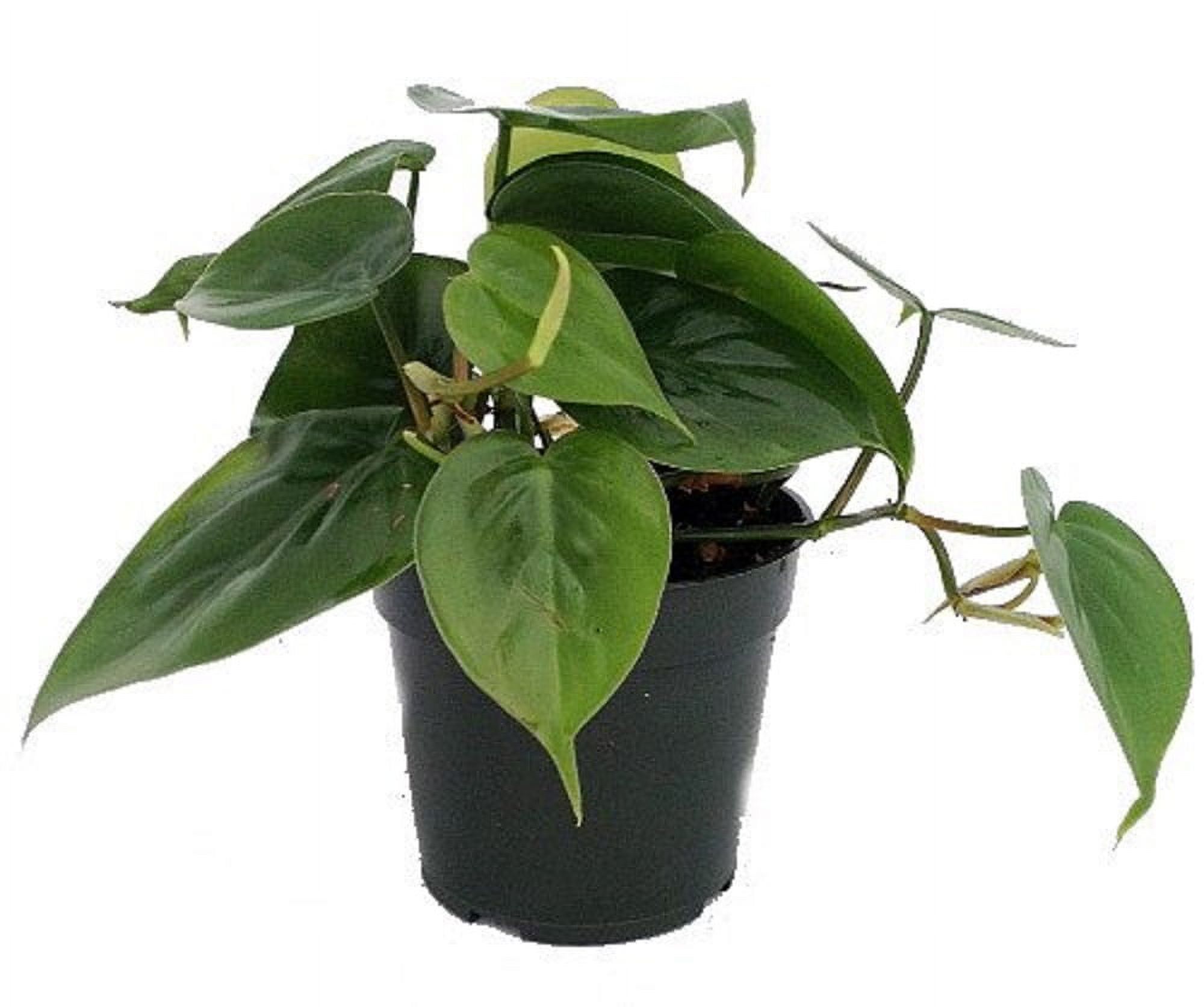 Hirt's Gardens Heart Leaf Philodendron - Easiest House Plant to Grow - 4" Pot - image 1 of 4