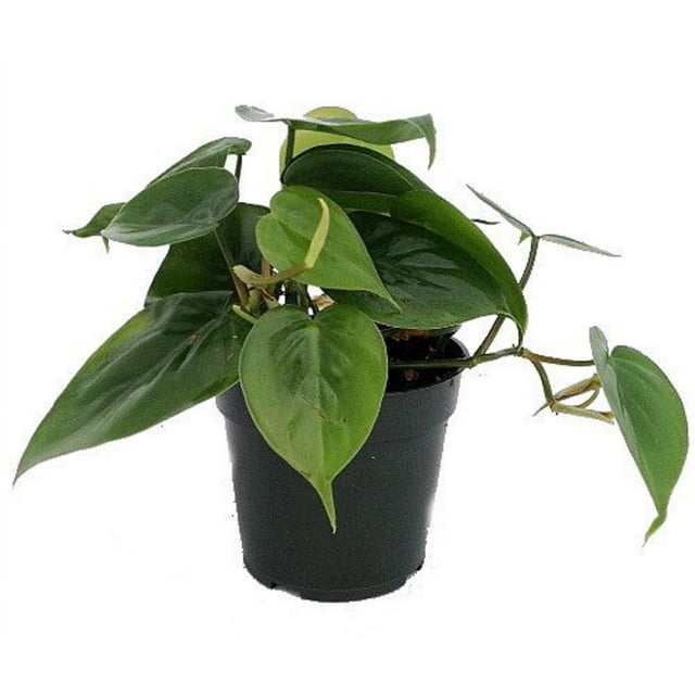 Hirt's Gardens Heart Leaf Philodendron - Easiest House Plant to Grow - 4" Pot