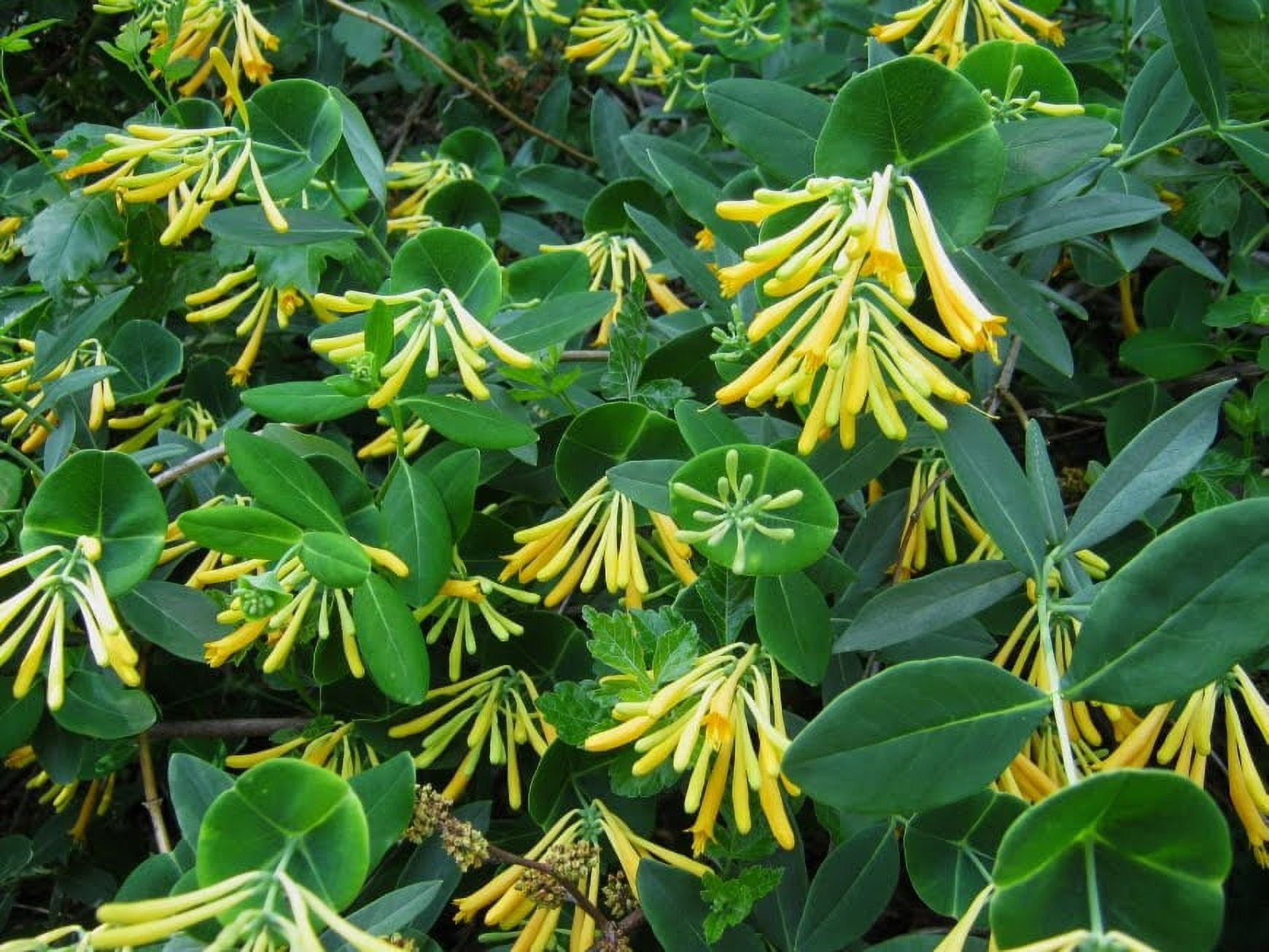 Hirt's Gardens John Clayton Climbing Honeysuckle Vine Live Shrub