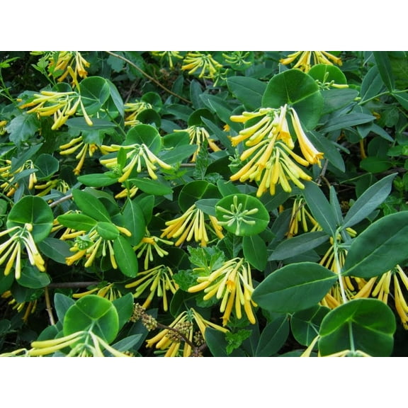Hirt's Gardens John Clayton Climbing Honeysuckle Vine Live Shrub