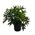 thumbnail image 1 of Hirt's Gardens® Lickety Split Philodendron - House Plant - 8" Pot, 1 of 1
