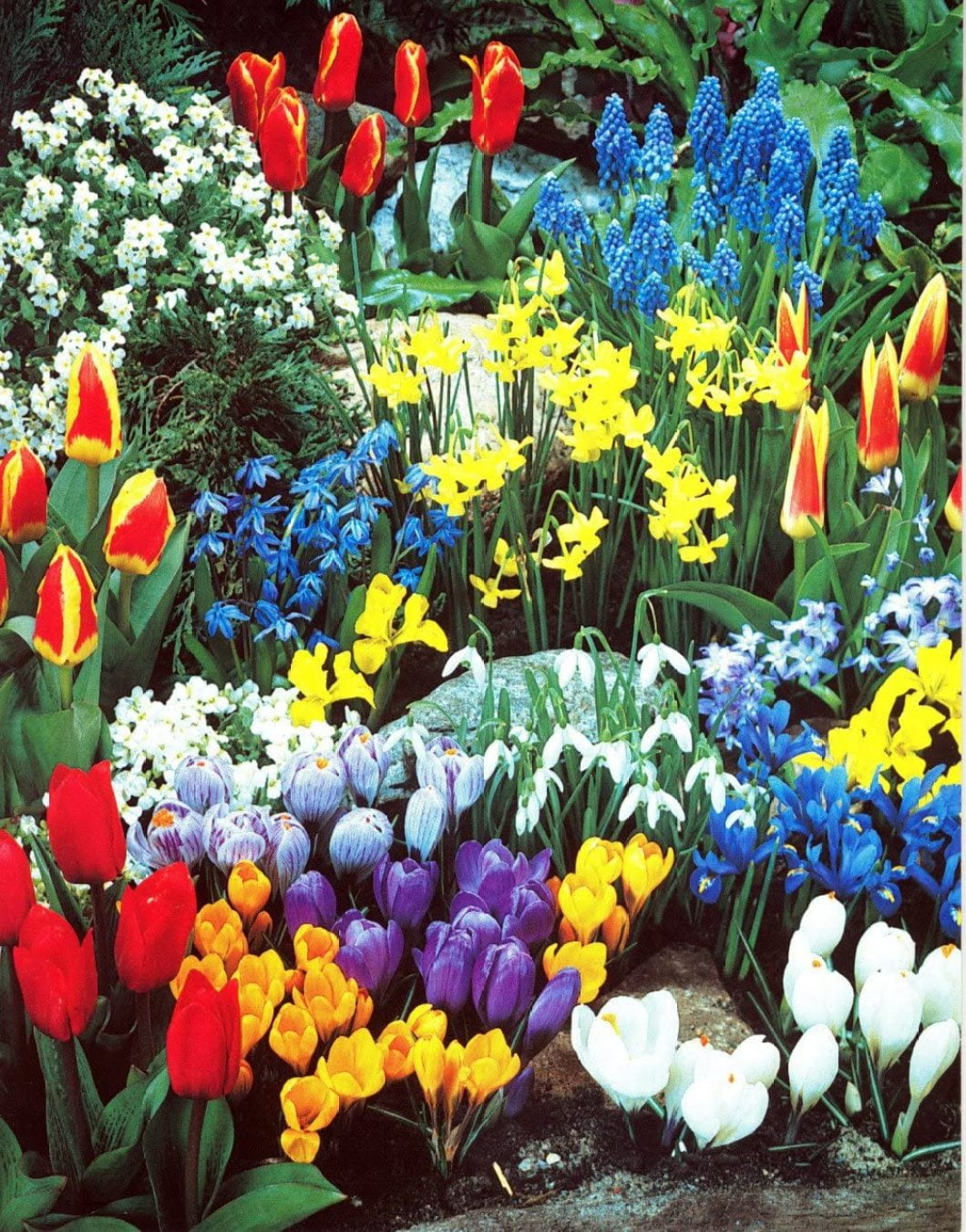 Hirt's Gardens Tulip Daffodil Hyacinth Crocus Plant Bulbs, Easy to Grow