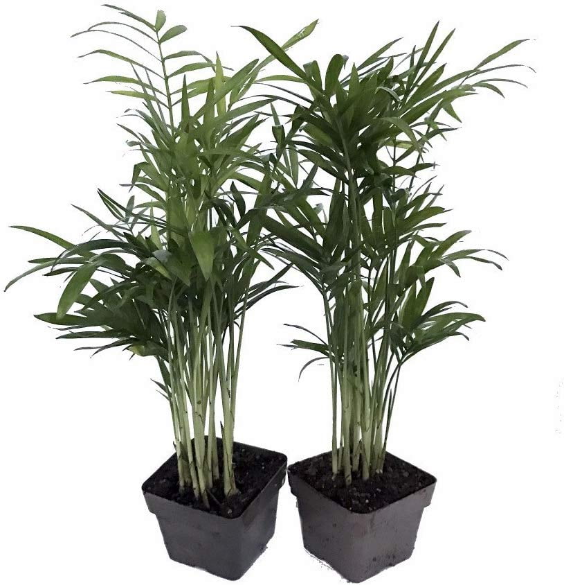 Hirt's Gardens Victorian Parlor Palm -Chamaedorea Neanthe Bella-2 Pack 2.5" Pot
