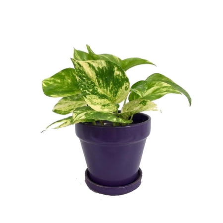 Hirt's Golden Devil's Ivy in 4" Glazed Ceramic Pot - Pothos - Epipremnum