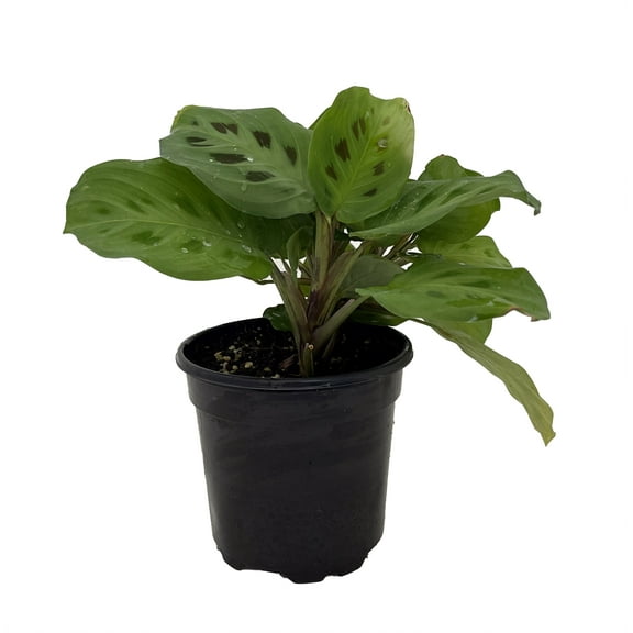 Hirt's Green Prayer Plant - 4" Pot - Maranta