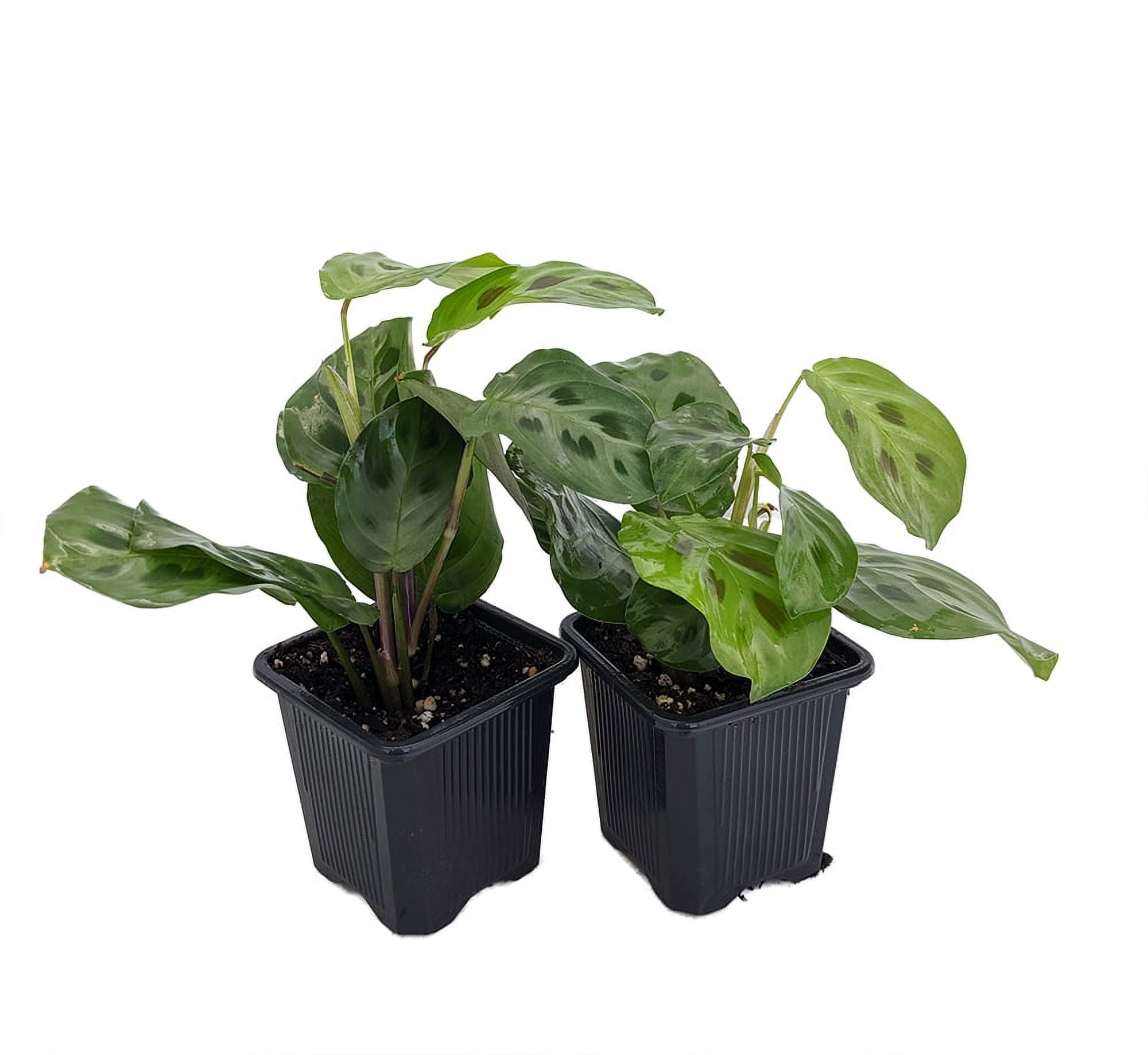Prayer Plants in Indoor Plants - Walmart.com