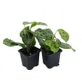 thumbnail image 1 of Hirt's Green Prayer Plant - Maranta - 2 Pack 3" Pots, 1 of 4