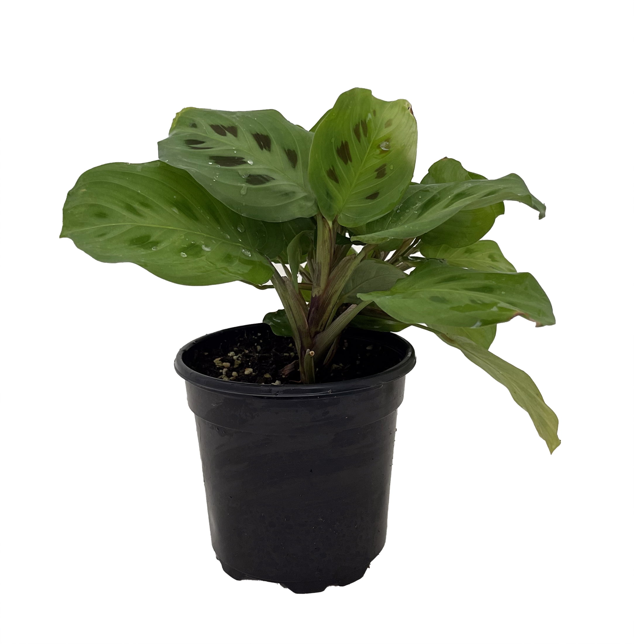 Hirt's Green Prayer Plant - Maranta - Easy to grow - 4 Hirt's Green Prayer Plant - Maranta - Easy to grow - 4
