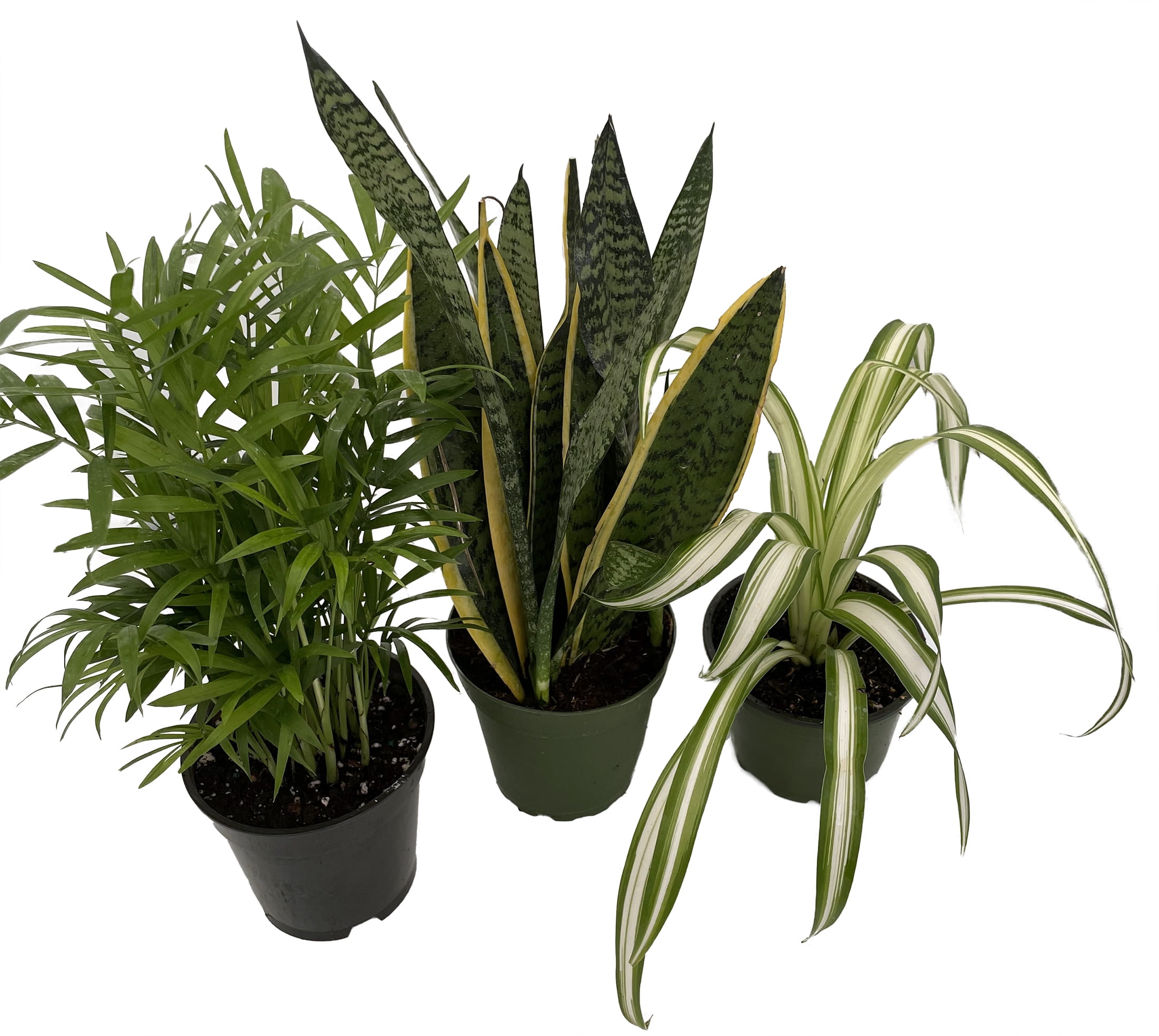 succulent assortment Assorted Live Succulents Potted 2” Succulents with Moss – Surfside  Succulents main image 0