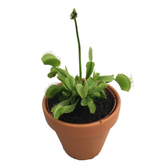 Hirt's Large Venus Fly Trap Plant - Dionaea - 3" Clay Pot for Better Growth