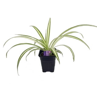 Hirt's Ocean Spider Plant - Easy to Grow - Cleans the Air - NEW - 3.5 Hirt's Ocean Spider Plant - Easy to Grow - Cleans the Air - NEW - 3.5