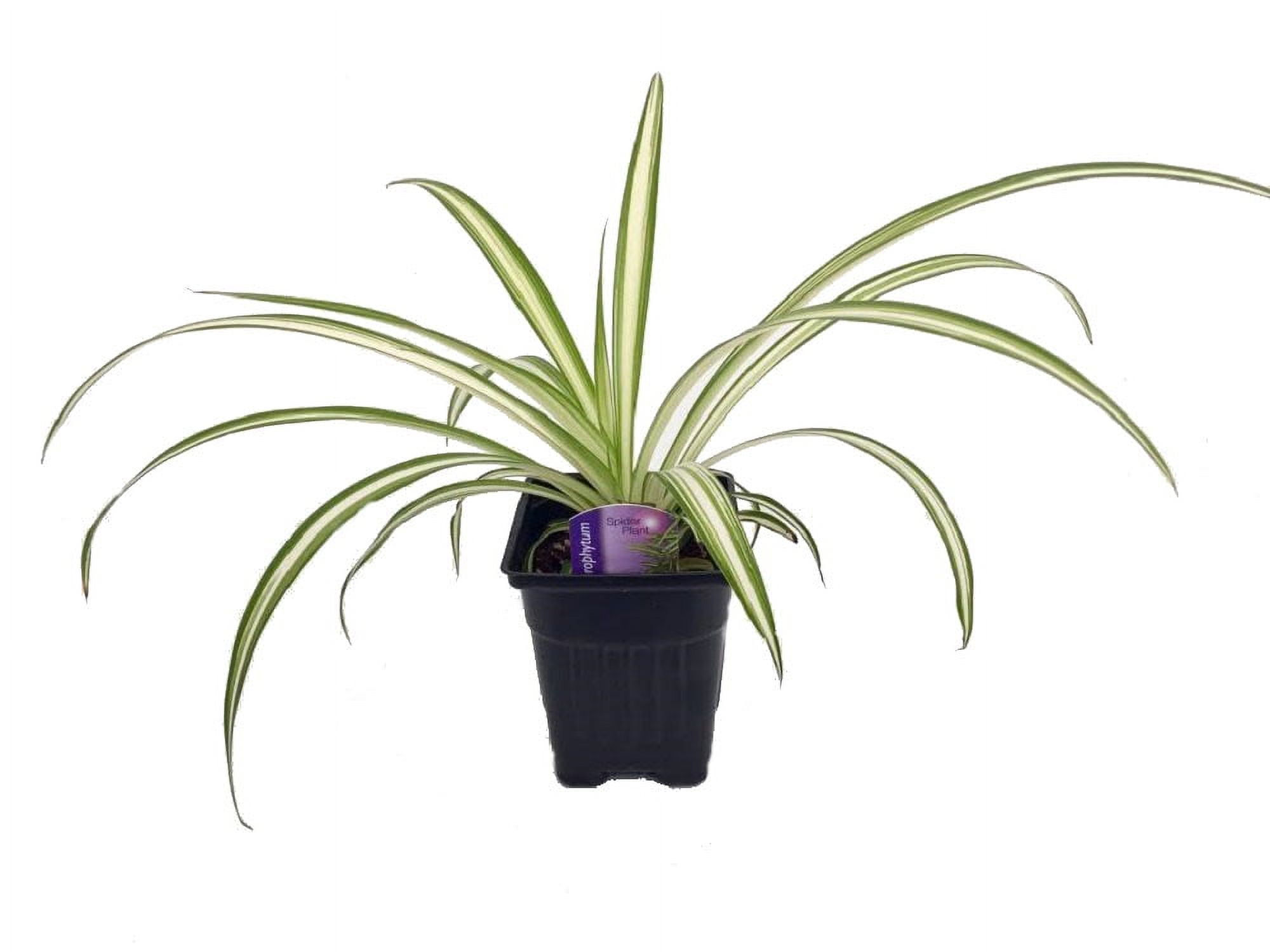 snake plant silver queen Silver Queen Sayuri Snake Plant - 10