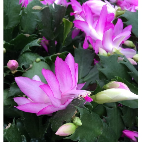 Hirt's Pink Christmas Cactus Plant - Zygocactus - 6" Pot