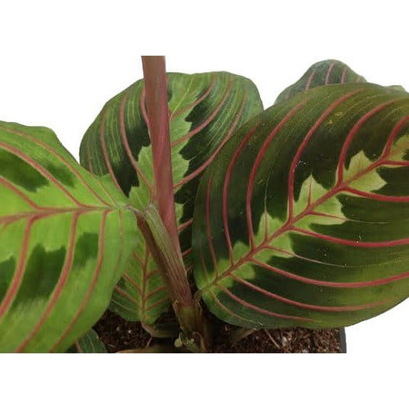 Hirt's Red Prayer Plant - Maranta - 2.5" Pot