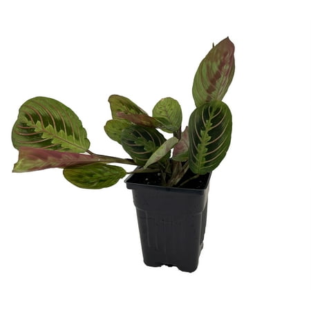 Hirt's Red Prayer Plant - Maranta - 4" Pot