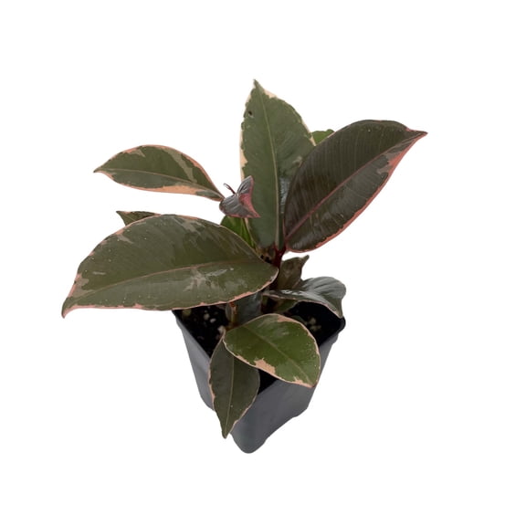 Hirt's Strawberry & Cream Ruby Rubber Tree Plant - Ficus - 2.5" Pot