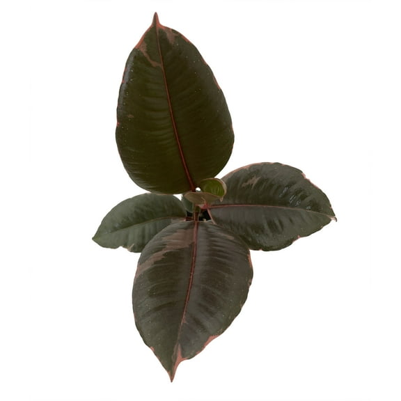 Hirt's Strawberry & Cream Ruby Rubber Tree Plant - Ficus - 4" Pot