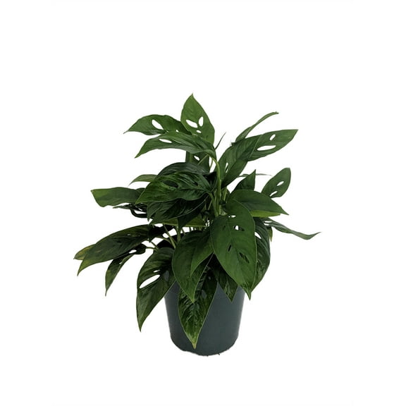 Hirt's Swiss Cheese Plant - Monstera adansonii - Collector's Series -6" Pot