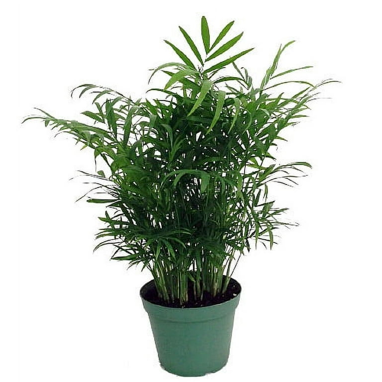 Hirt's Victorian Parlor Palm - Chamaedorea Neanthe Bella - 4 Hirt's Victorian Parlor Palm - Chamaedorea Neanthe Bella - 4