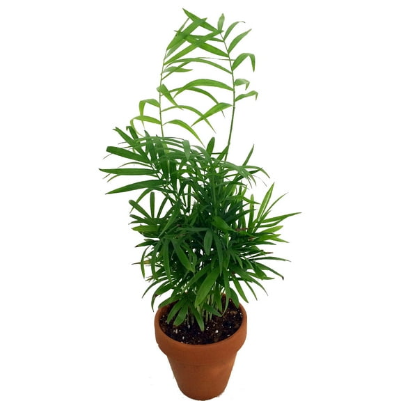 Hirt's Victorian Parlor Palm - Chamaedorea Neanthe Bella - 4" Clay Pot