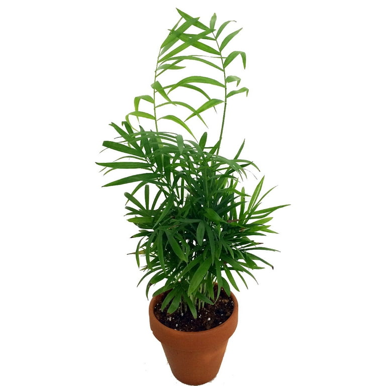 Hirt's Victorian Parlor Palm - Chamaedorea Neanthe Bella - 4 Hirt's Victorian Parlor Palm - Chamaedorea Neanthe Bella - 4