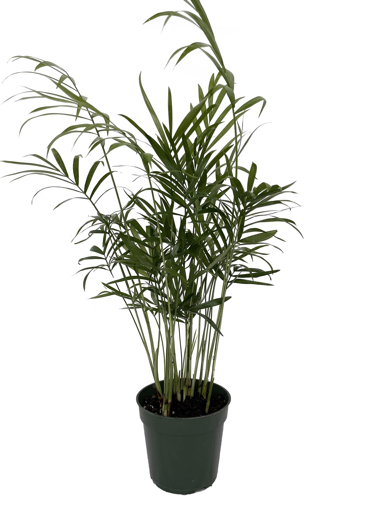 Hirt's Victorian Parlor Palm - Chamaedorea Neanthe Bella - 4 Hirt's Victorian Parlor Palm - Chamaedorea Neanthe Bella - 4