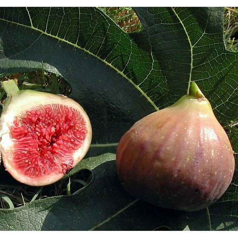 Hirt's Violet De Bordeaux Negronne Edible Fig Plant - Ficus carica - 2.5 Hirt's Violet De Bordeaux Negronne Edible Fig Plant - Ficus carica - 2.5