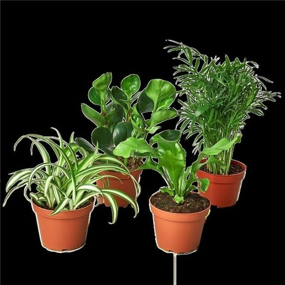 Hirts House Plant 4" Multicolor Variety House Plant Bundle, Pet Friendly