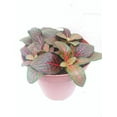 thumbnail image 1 of Hirts: House Plants Red Veined Nerve Plant, 1 of 3