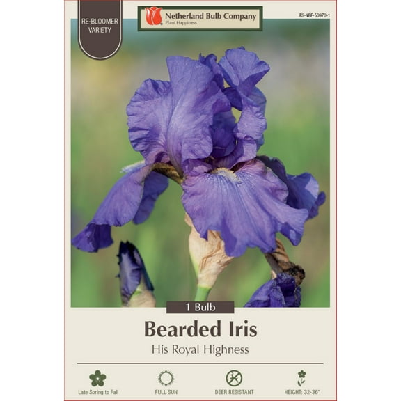 His Royal Highness Bearded Iris - REBLOOMER - Top Size Rhizome - NEW
