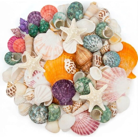 Hisekaai Mixed Sizes Multicolor Craft Shells 15 Count