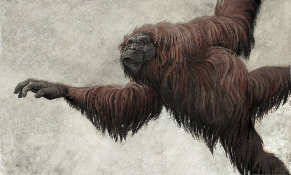 Hispanopithecus laietanus from the Spanish Miocene epoch Canvas Art - Roman Garcia MoraStocktrek Images (19 x 11)