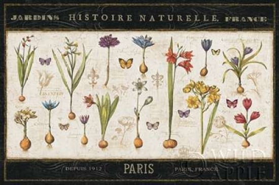 Histoire Naturelle I Canvas Art - Pela ERR (12 x 18)