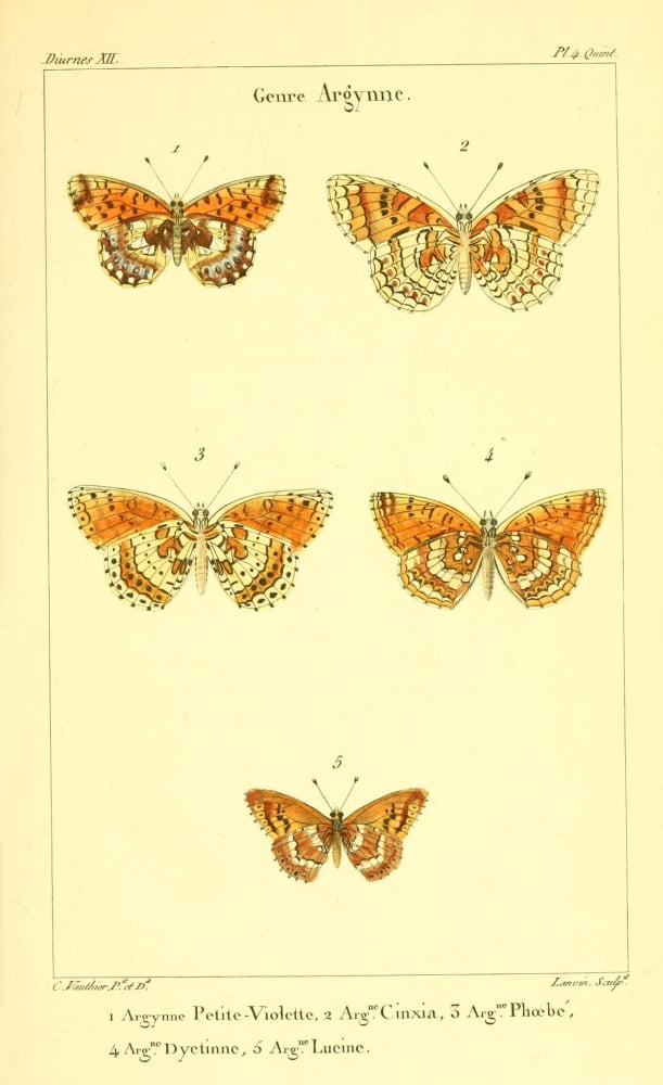 Histoire Naturelle des LpidoptÔø?res 1821 Genre Argynne 1 Canvas Art - Charles Vauthier (24 x 36)