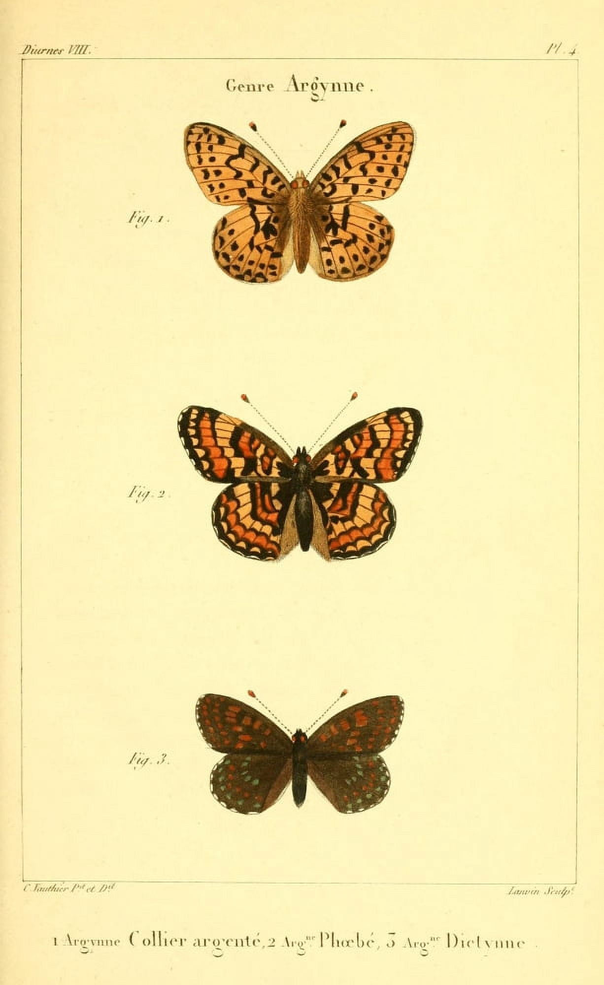Histoire Naturelle des LpidoptÔø?res 1821 Genre Argynne 5 Canvas Art - Charles Vauthier (24 x 36)