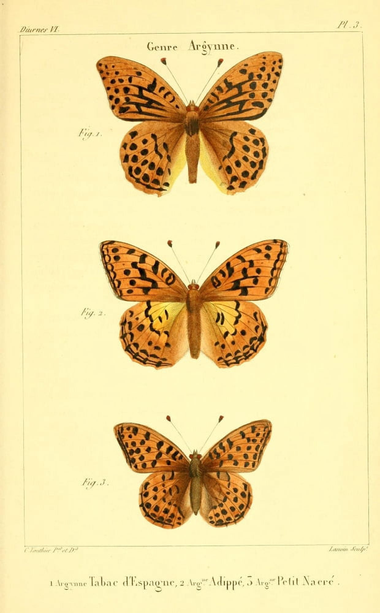 Histoire Naturelle des LpidoptÔø?res 1821 Genre Argynne 7 Canvas Art - Charles Vauthier (24 x 36)