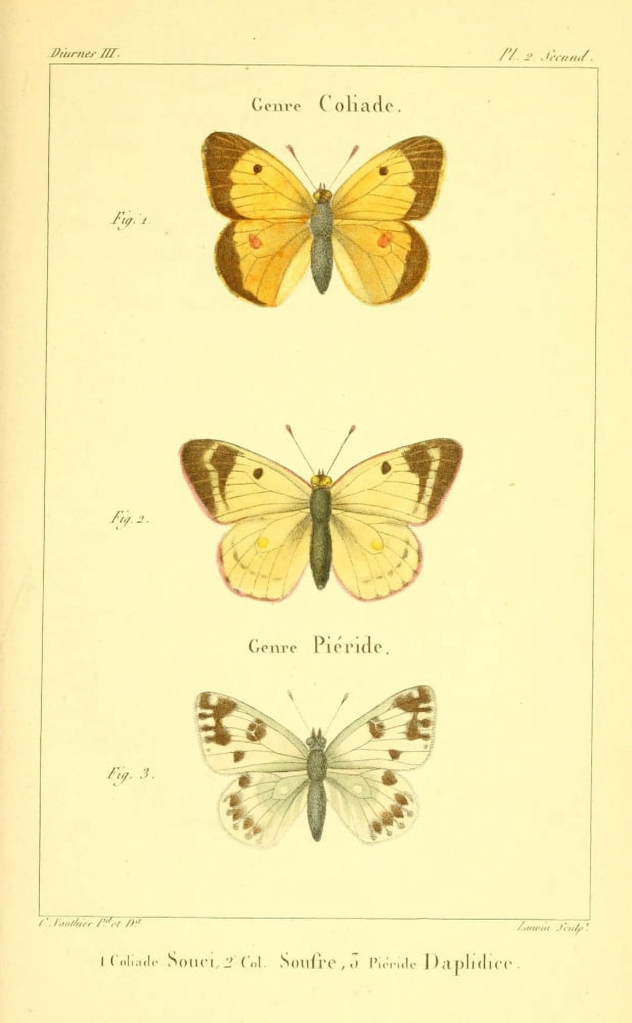 Histoire Naturelle des LpidoptÔø?res 1821 Genre Coliade 1 Canvas Art - Charles Vauthier (24 x 36)