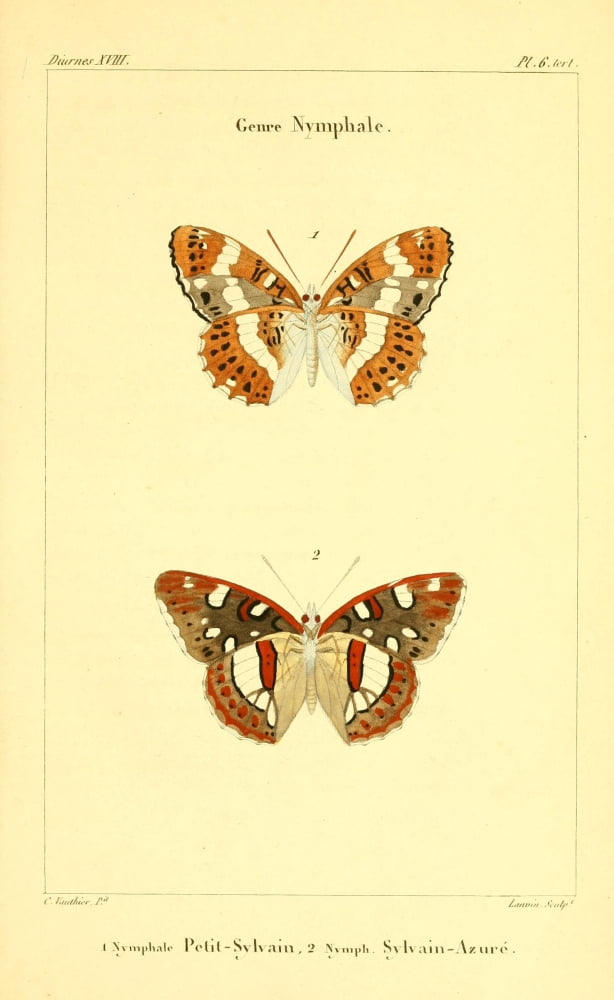 Histoire Naturelle des LpidoptÔø?res 1821 Genre Nymphale 2 Canvas Art - Charles Vauthier (24 x 36)