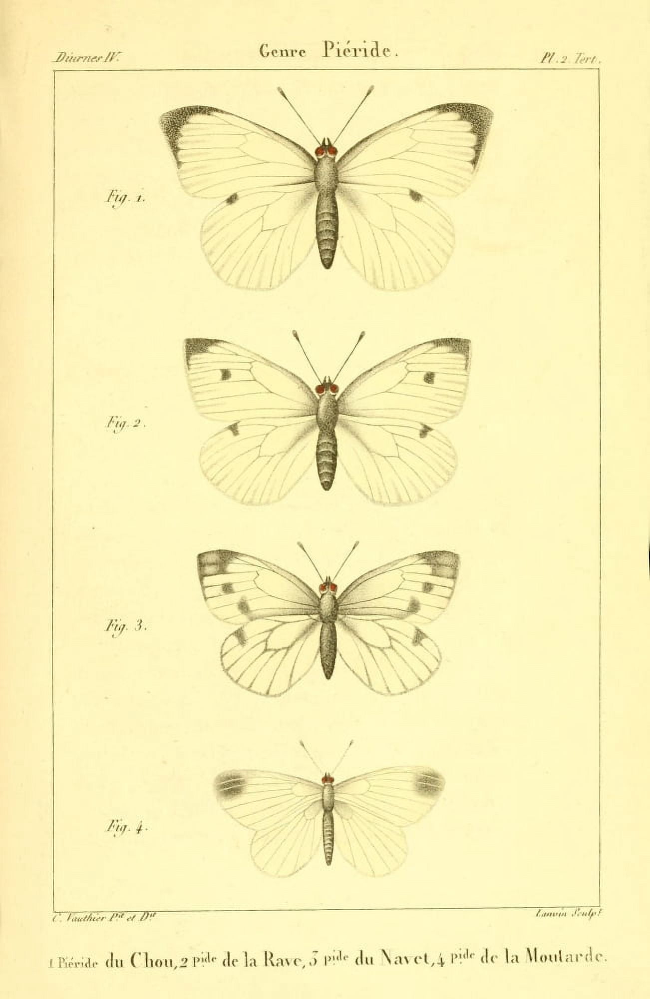 Histoire Naturelle des LpidoptÔø?res 1821 Genre Pieride 2 Canvas Art - Charles Vauthier (24 x 36)