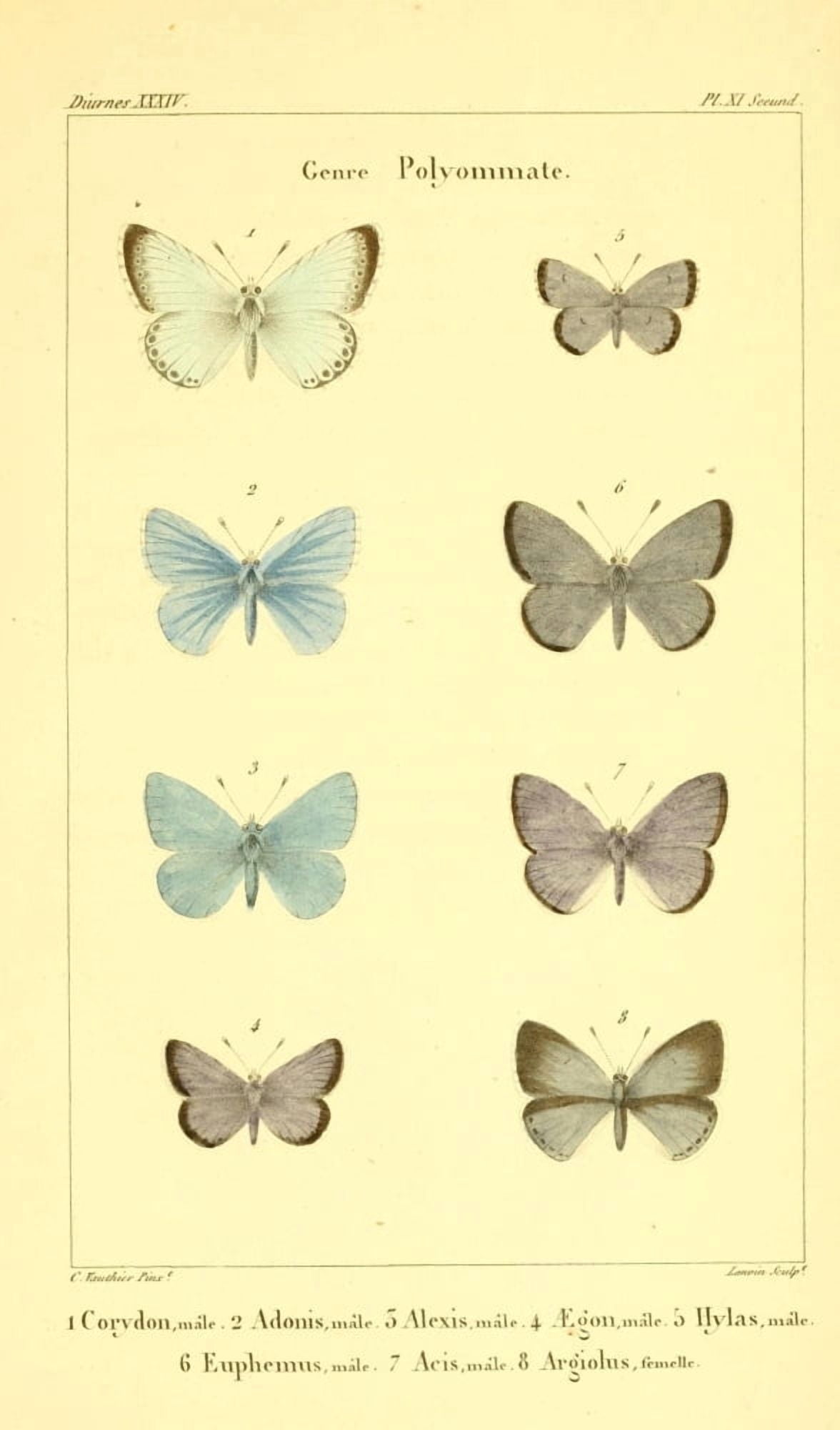 Histoire Naturelle des LpidoptÔø?res 1821 Genre Polyommate 1 Canvas Art - Charles Vauthier (24 x 36)