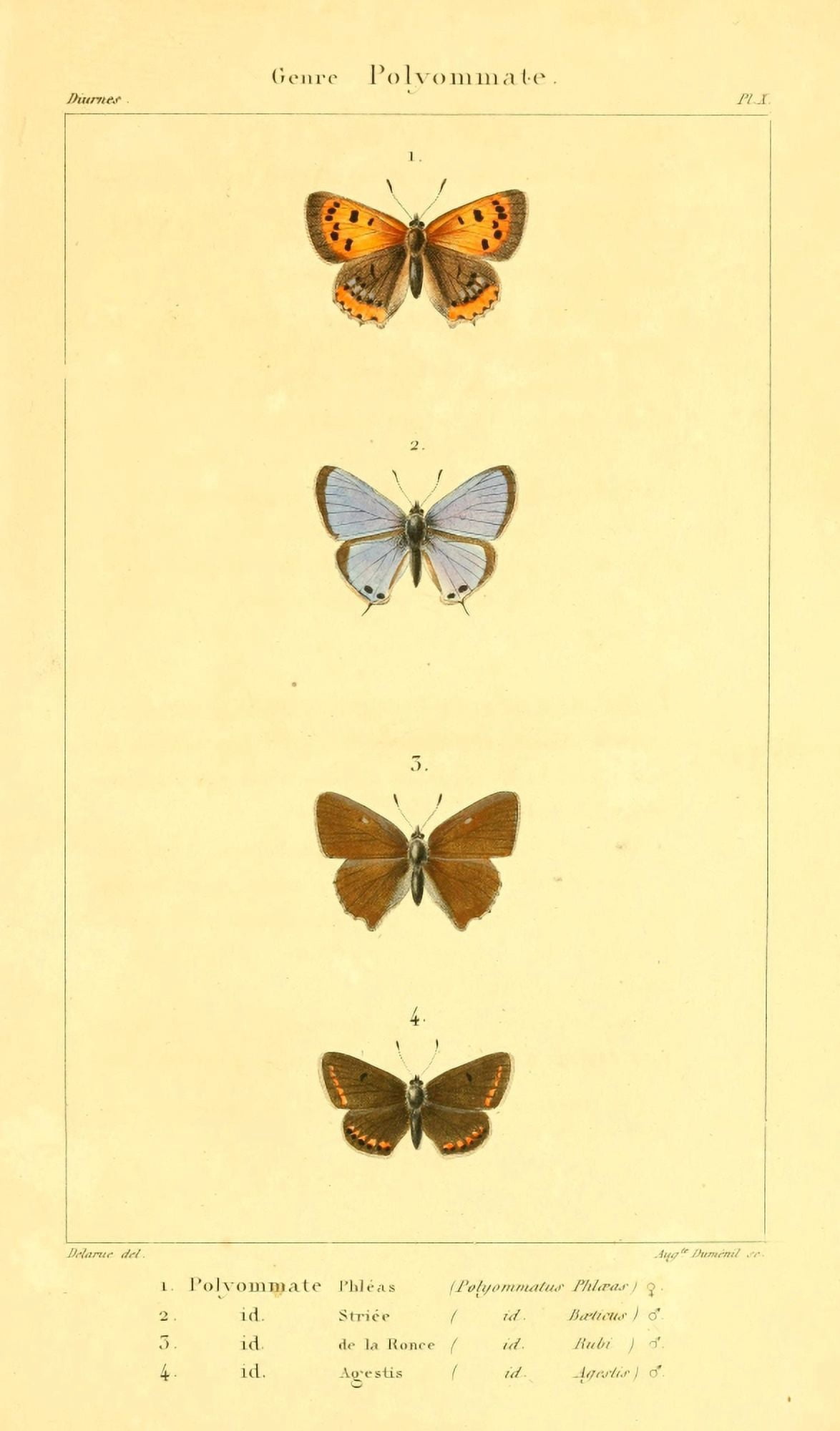 Histoire Naturelle des LpidoptÔø?res 1821 Genre Polyommate 1 Canvas Art - J Delarue (24 x 36)