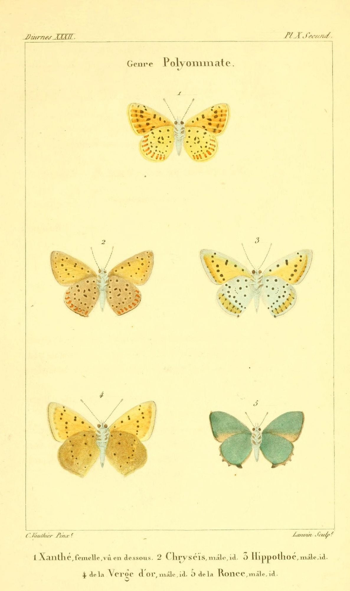 Histoire Naturelle des LpidoptÔø?res 1821 Genre Polyommate 2 Canvas Art - Charles Vauthier (24 x 36)
