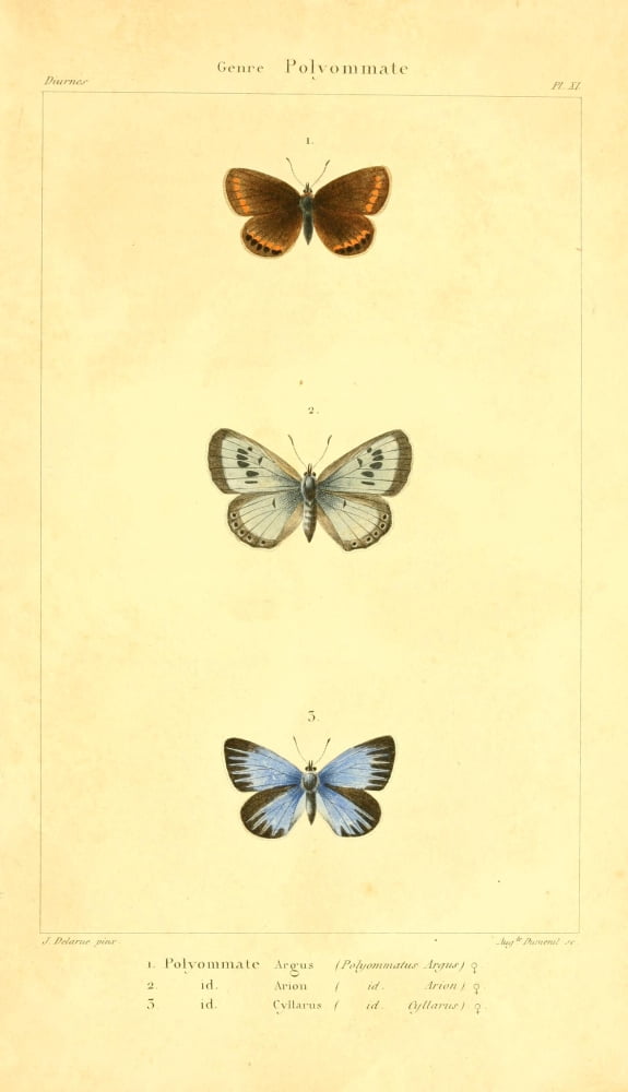 Histoire Naturelle des LpidoptÔø?res 1821 Genre Polyommate 2 Canvas Art - J Delarue (24 x 36)