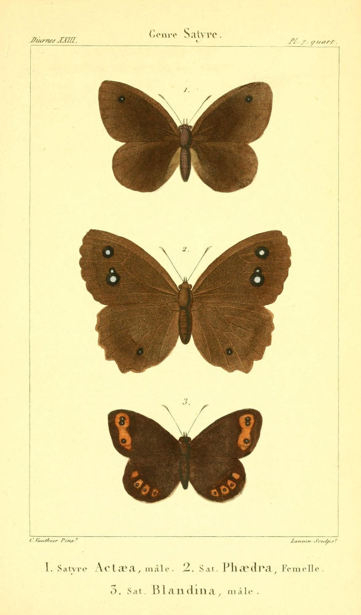 Histoire Naturelle des LpidoptÔø?res 1821 Genre Satyre 4 Canvas Art - Charles Vauthier (24 x 36)