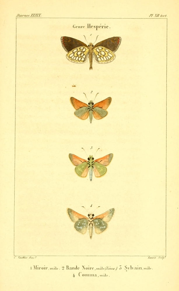 Histoire Naturelle des LpidoptÔø?res 1821 Hesperie 1 Canvas Art - Charles Vauthier (24 x 36)