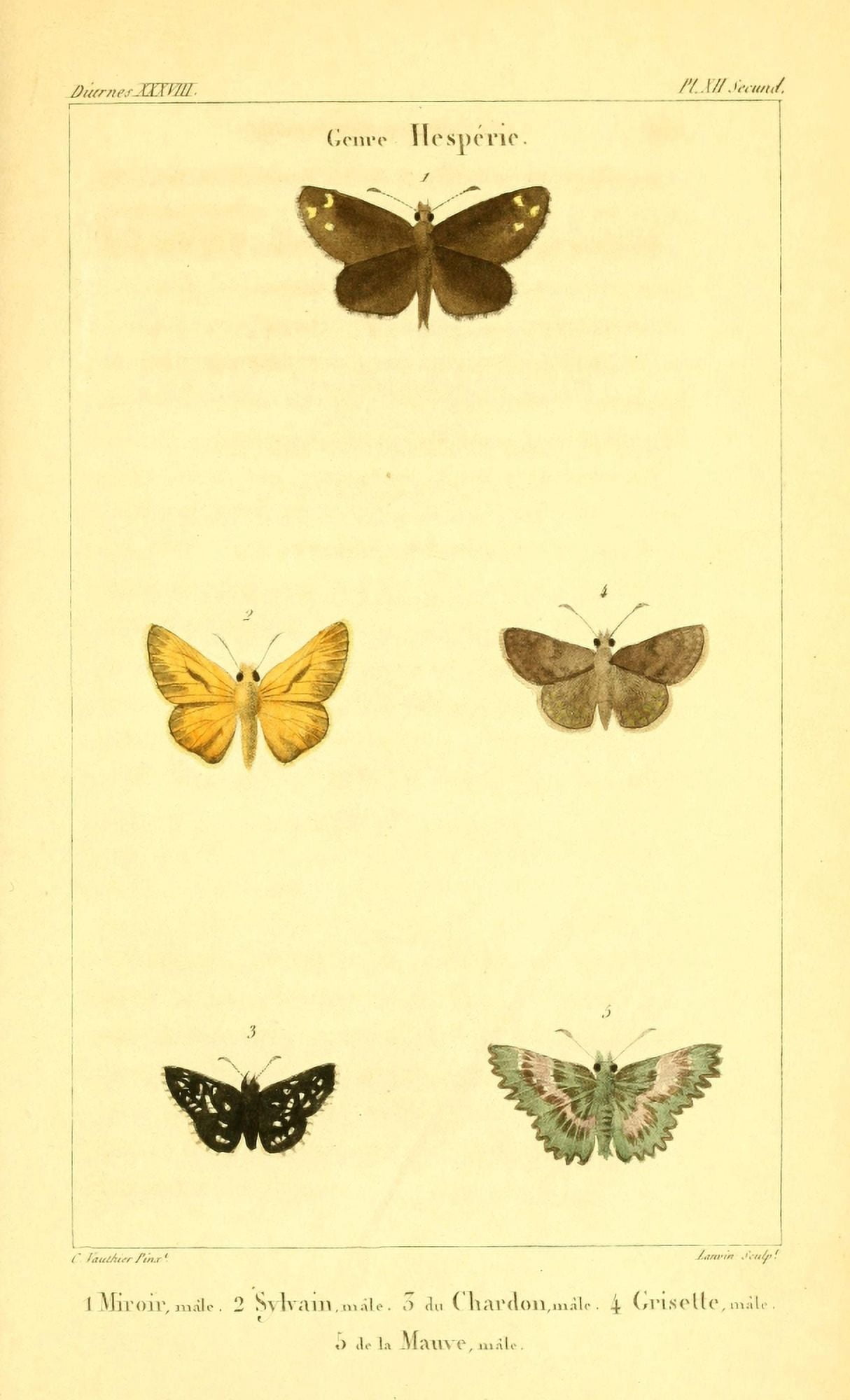 Histoire Naturelle des LpidoptÔø?res 1821 Hesperie 2 Canvas Art - Charles Vauthier (24 x 36)