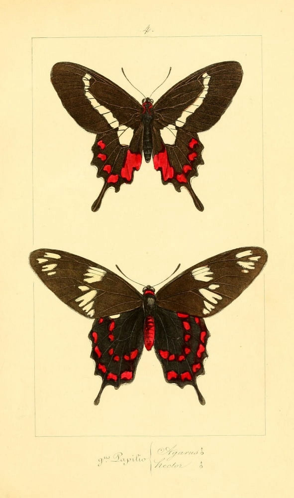 Histoire Naturelle des LpidoptÔø?res Exotiques 1845 Agarus Canvas Art - P Pauquet (24 x 36)