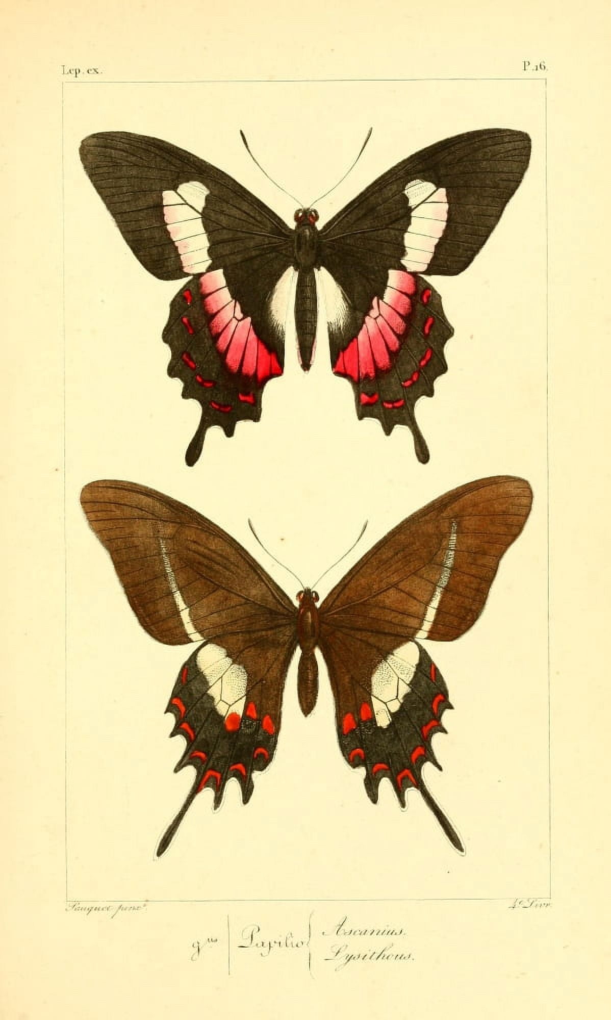 Histoire Naturelle des LpidoptÔø?res Exotiques 1845 Ascanius Canvas Art - P Pauquet (24 x 36)