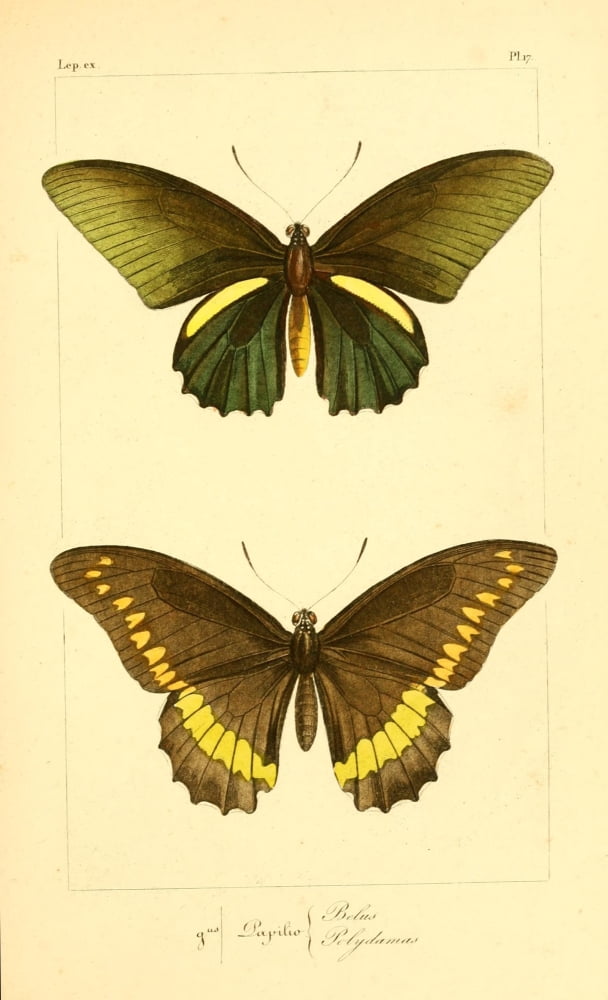 Histoire Naturelle des LpidoptÔø?res Exotiques 1845 Belus Canvas Art - P Pauquet (24 x 36)
