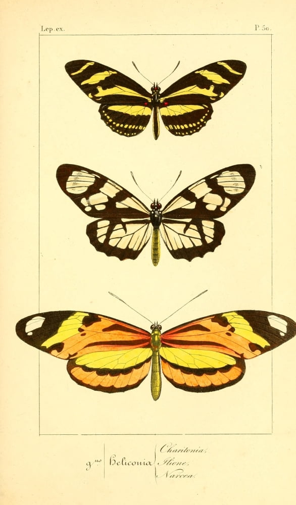 Histoire Naturelle des LpidoptÔø?res Exotiques 1845 Charitonia Canvas Art - P Pauquet (24 x 36)
